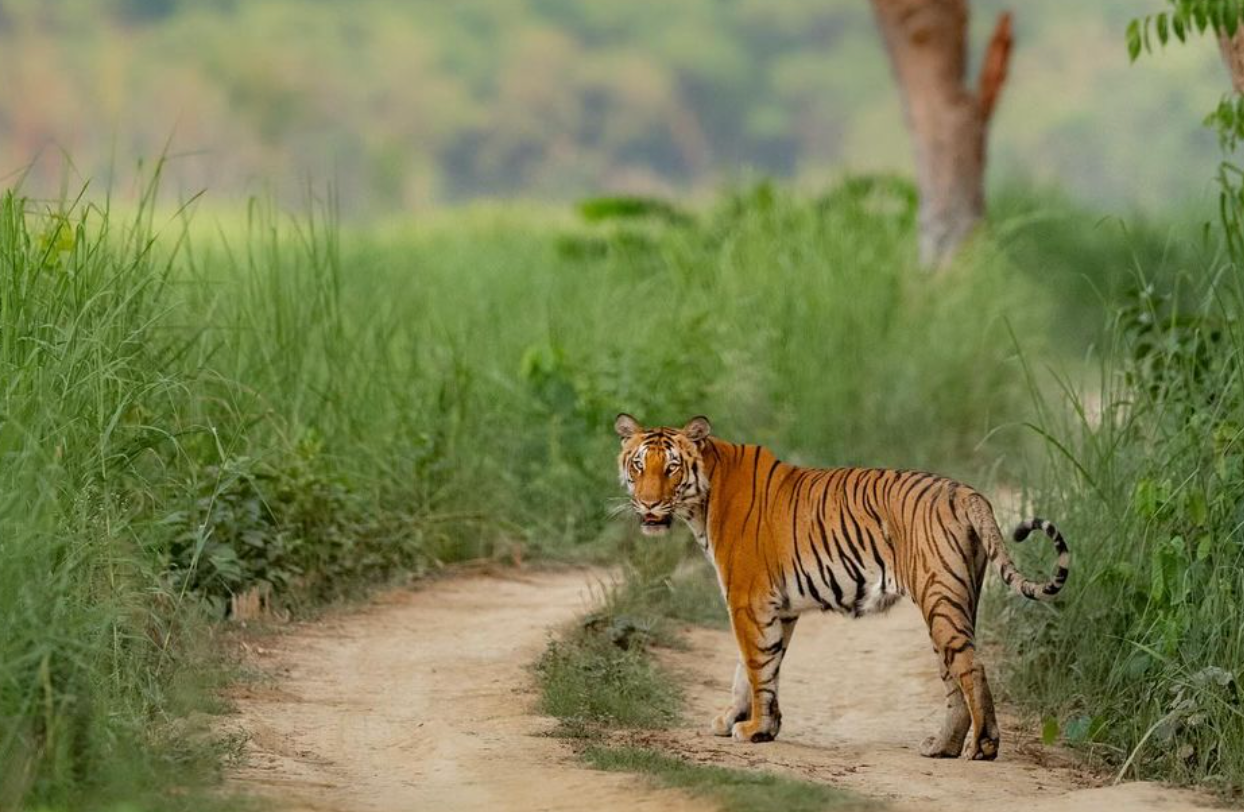 Dudhwa National Park's Wildlife